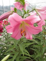 [1757 Arvandrud Mak No01.JPG]